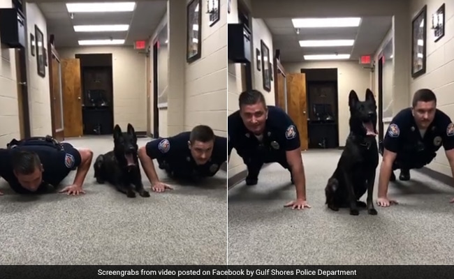 Police Dog Does Push-Ups With Officers In Viral Video