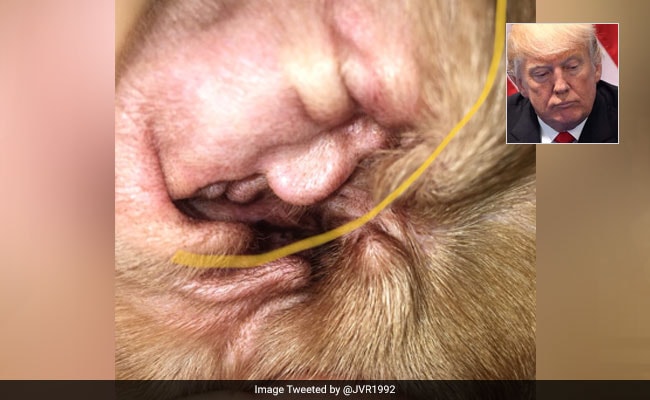 डोनाल्‍ड ट्रम्‍प के चेहरे से मिलता है इस कुत्ते का कान, फोटो वायरल
