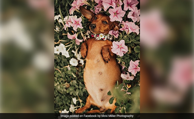 This Pregnant Pupper Had The Prettiest Maternity Photo Shoot