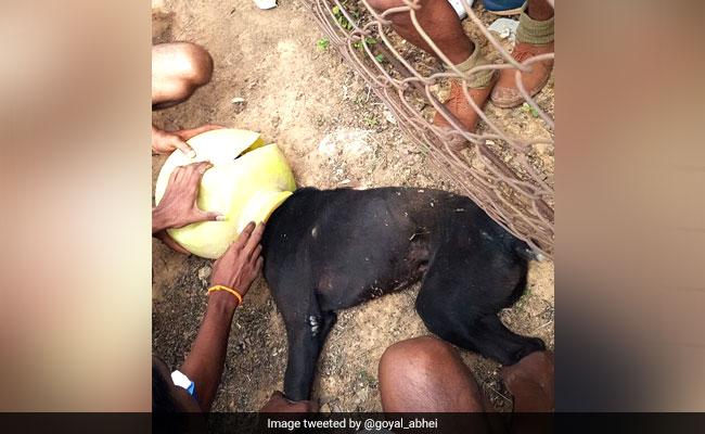 15 Bengaluru Cops Come Together To Rescue Dog With Head Stuck In 'Matka'