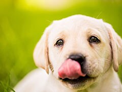 Dogs Lick Their Mouths To Communicate With Angry Humans