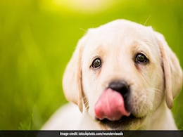 Dogs Lick Their Mouths To Communicate With Angry Humans Dogs Lick Their Mouths To Communicate With Angry Humans