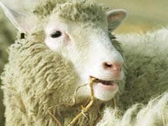 Dolly The Cloned Sheep Was Not Old Before Her Time: Study