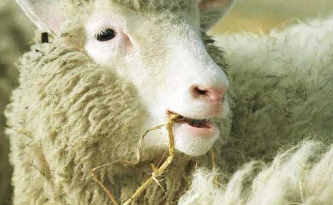 Dolly The Cloned Sheep Was Not Old Before Her Time: Study