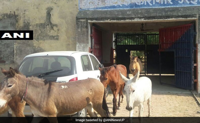 भारत में 61 फीसदी घट गई गधों की तादाद, जानें यूपी-बिहार समेत किस राज्य में कितनी घटी आबादी