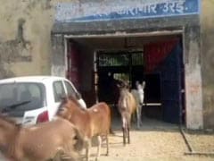 Donkeys Jailed For 4 Days In Uttar Pradesh. Crime? Ate Expensive Plants