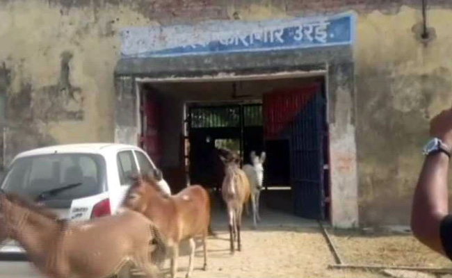 Donkeys Jailed For 4 Days In Uttar Pradesh. Crime? Ate Expensive Plants