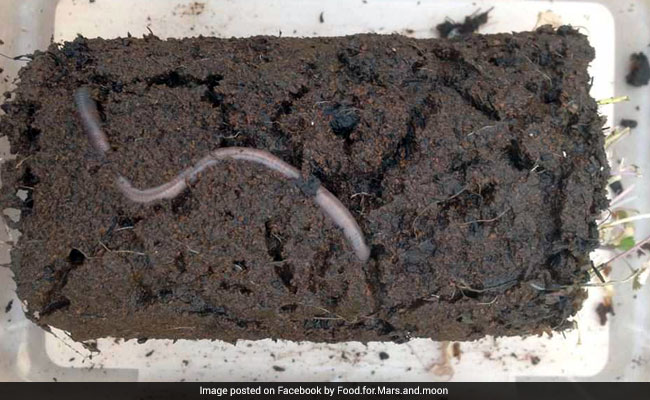 Prospects Of Farming On Mars? Earthworms Bred In Planet's Soil Simulant Obtained By NASA