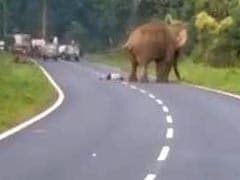 Elephant Tramples Man Who Tried To Take Its Photo On Bengal Highway