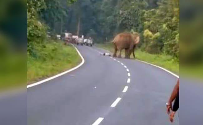 Elephant Tramples Man Who Tried To Take Its Photo On Bengal Highway