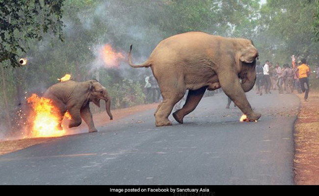 हाथी और उसके बच्चे को लगी आग, जानिए क्या है इस वायरल फोटो की सच्चाई?