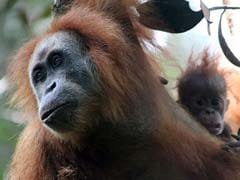 New Orangutan Species Found, Becomes Endangered Right After Discovery