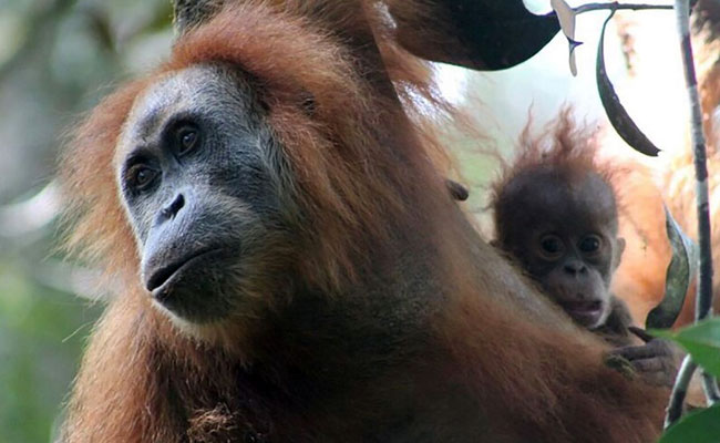 New Orangutan Species Found, Becomes Endangered Right After Discovery