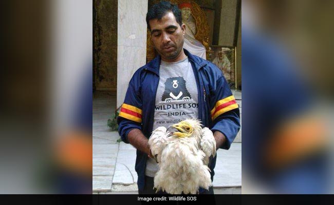 Endangered Vulture With Injured Wing Rescued From Delhi Temple