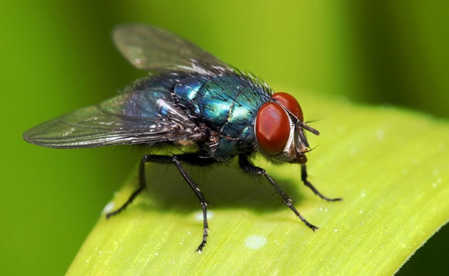 house flies on food