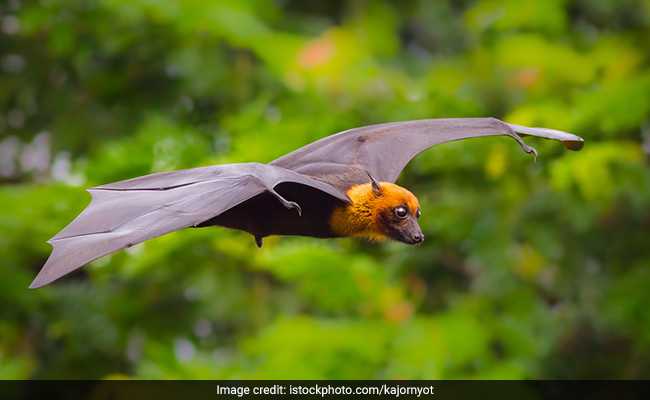 Dozens Of Rare Flying Foxes Shot Dead Near Australian East Coast