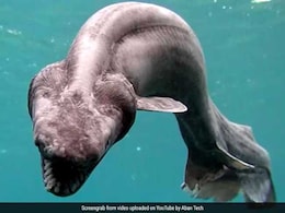 Ancient Shark With A Snake Head And 300 Teeth Is Why We Should Just Say Nope To The Ocean Ancient Shark With A Snake Head And 300 Teeth Is Why We Should Just Say Nope To The Ocean