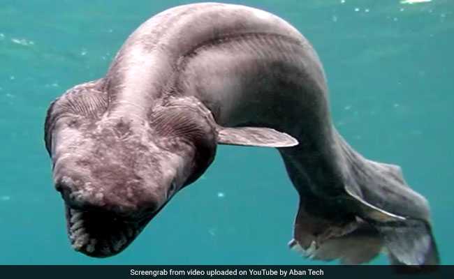 Ancient Shark With A Snake Head And 300 Teeth Is Why We Should Just Say Nope To The Ocean