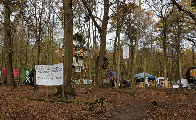 A 'Chipko Movement' In Germany Is Trying To Save Europe's Oldest Forest