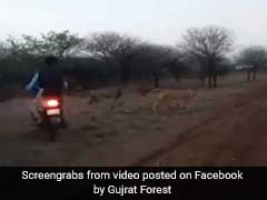 Bikers Chasing Lion, Lioness In Gujarat's Gir On Video, Three Arrested