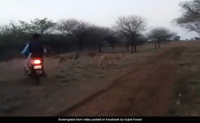 Bikers Chasing Lion, Lioness In Gujarat's Gir On Video, Three Arrested