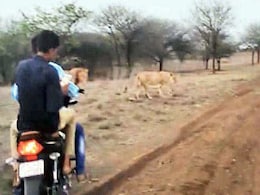 VIDEO: जब दो लोगों ने शेर और शेरनी के पीछे दौड़ाई बाइक, जानिए फिर क्या हुआ VIDEO: जब दो लोगों ने शेर और शेरनी के पीछे दौड़ाई बाइक, जानिए फिर क्या हुआ