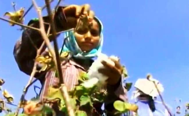 Girls In Telangana Drop Out Of School To Pick Cotton In Farms