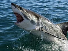 Fisherman Jumps Into A Cove - And Is Ambushed By A Shark