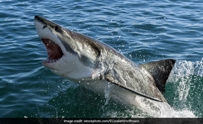 Fisherman Jumps Into A Cove - And Is Ambushed By A Shark