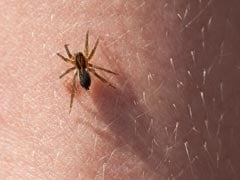 What To Do If You Get A Spider Bite?