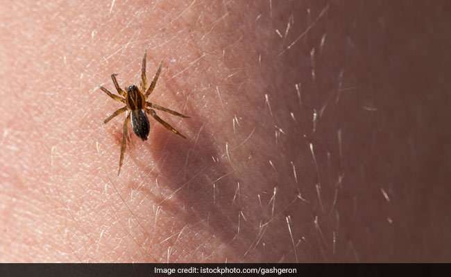 What To Do If You Get A Spider Bite?