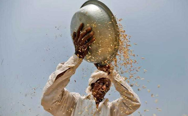 Part-Time Jobs Could Fix India's Farming Crisis, Say Experts