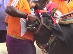 Watch: Traditional Buffalo Race Kambala Held In Karnataka