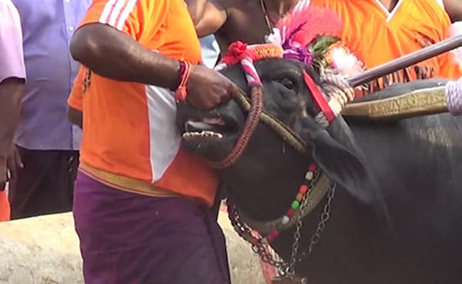 Watch: Traditional Buffalo Race Kambala Held In Karnataka