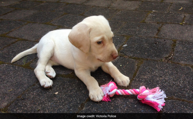 Thieves Stole Jewellery, iPad And Puppy. Returned Dog 3 Days Later