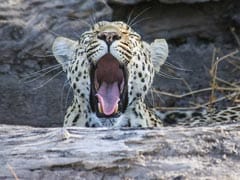 Caught On CCTV: Man Walks Leopard On Leash Like It's No Big Deal