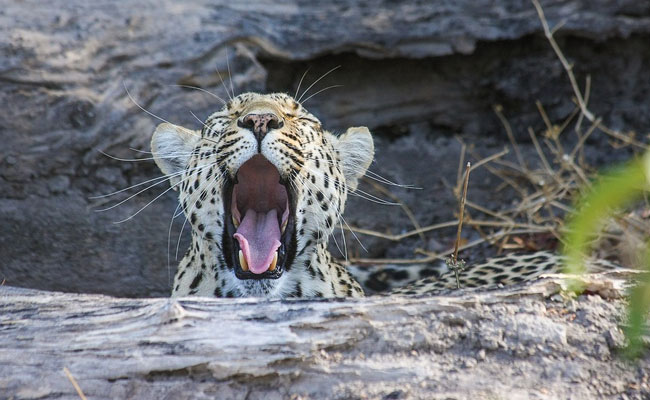 Caught On CCTV: Man Walks Leopard On Leash Like It's No Big Deal