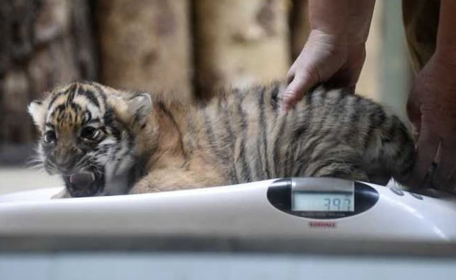 Rare Malayan Tiger Cubs Born At Prague Zoo. Pics Will Melt Your Heart