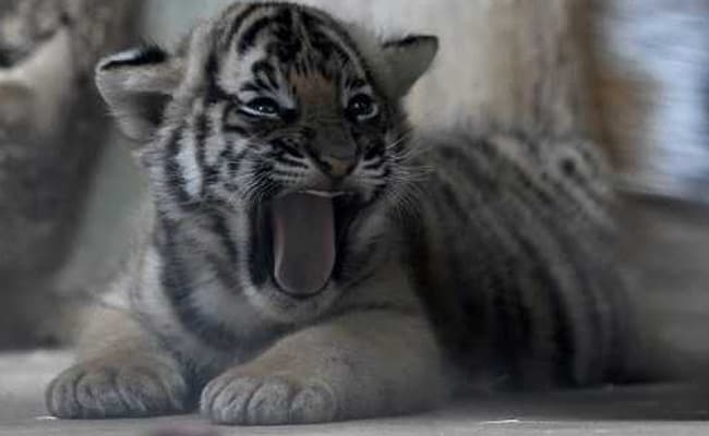 Rare Malayan Tiger Cubs Born At Prague Zoo. Pics Will Melt Your Heart