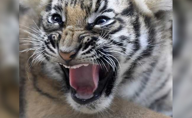 Rare Malayan Tiger Cubs Born At Prague Zoo. Pics Will Melt Your Heart