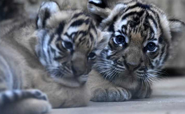 Rare Malayan Tiger Cubs Born At Prague Zoo. Pics Will Melt Your Heart