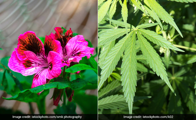 Cops Mistake Hibiscus Plant For Marijuana. Now, They're Being Sued