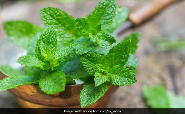 mint is a good painkiller