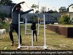Watch: MS Dhoni Training His Dogs Has Fans Falling In Love With Him (Again)