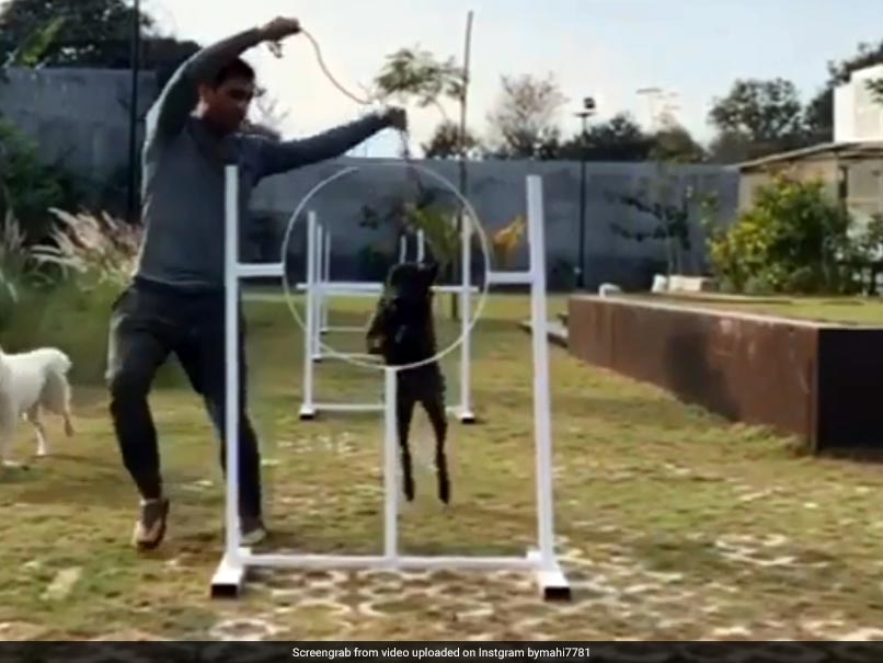 Watch: MS Dhoni Training His Dogs Has Fans Falling In Love With Him (Again)