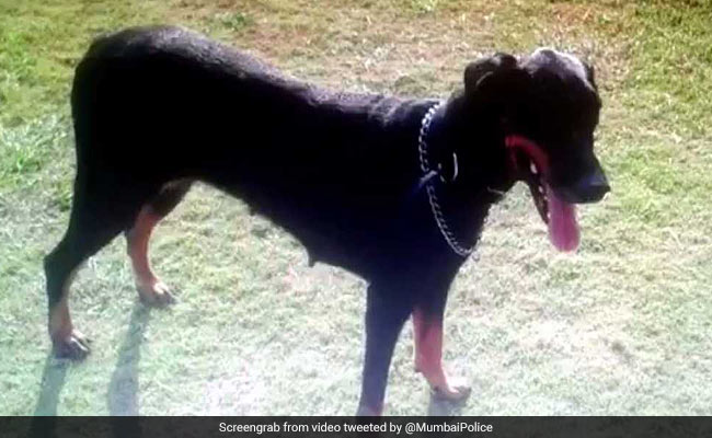 #RIPRuby: Mumbai Police Posts Touching Tribute For Their K-9 Officer