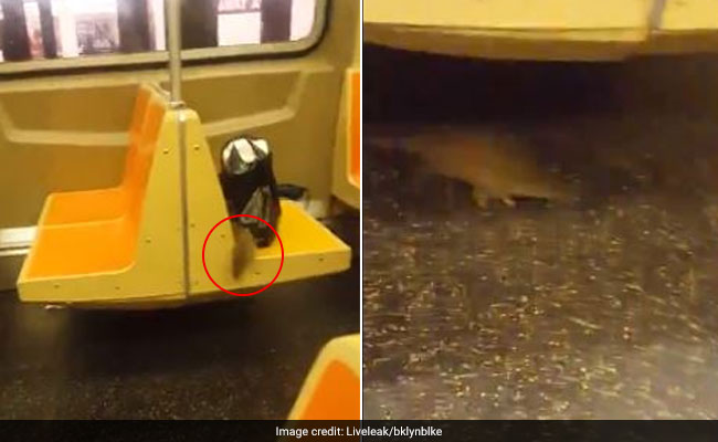 New Yorkers Scream, Jump In Horror During Subway Ride. Reason? A Rat