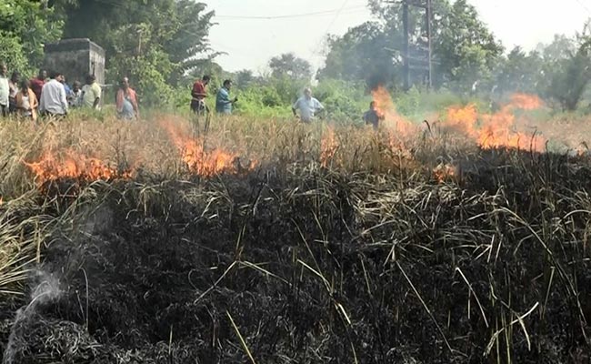 ओडिशा में ब्राउन प्लांटहॉपर ने की फसल बर्बाद, किसान ने दे दी जान