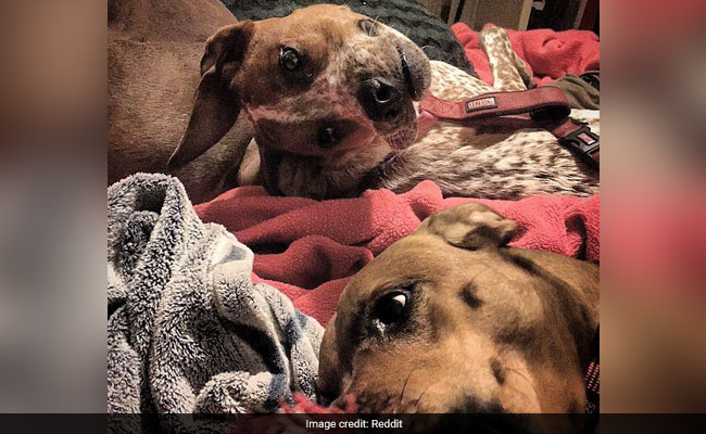 Optical Illusion of Dog's Head That Looks 'Decapitated' Stuns the