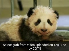 Watch: Giant Panda Cub Takes His First Steps. Cuteness Overload